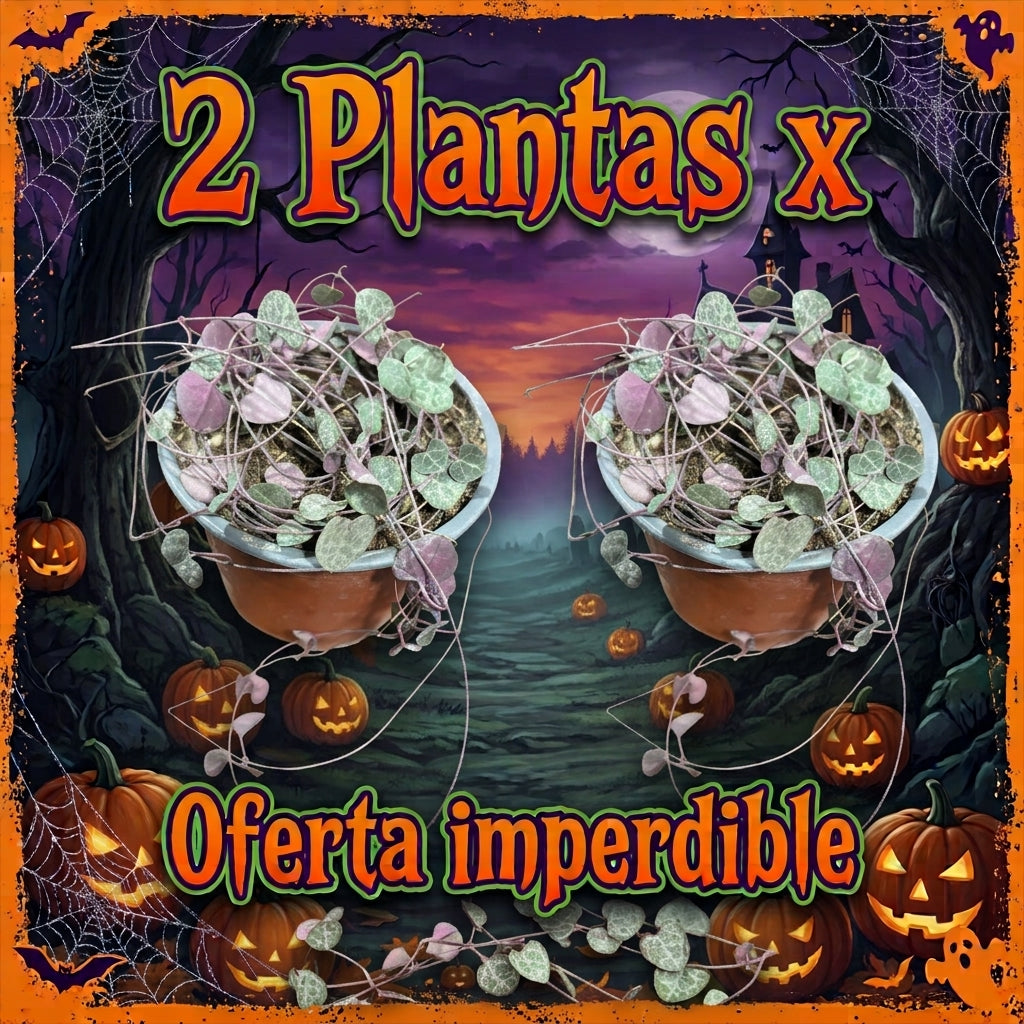 OFERTA CEROPEGIA 2 X