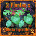 OFERTA MONSTERA DELICIOSA 2X