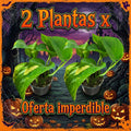 OFERTA SCINDAPSUS GOLDEN 2X