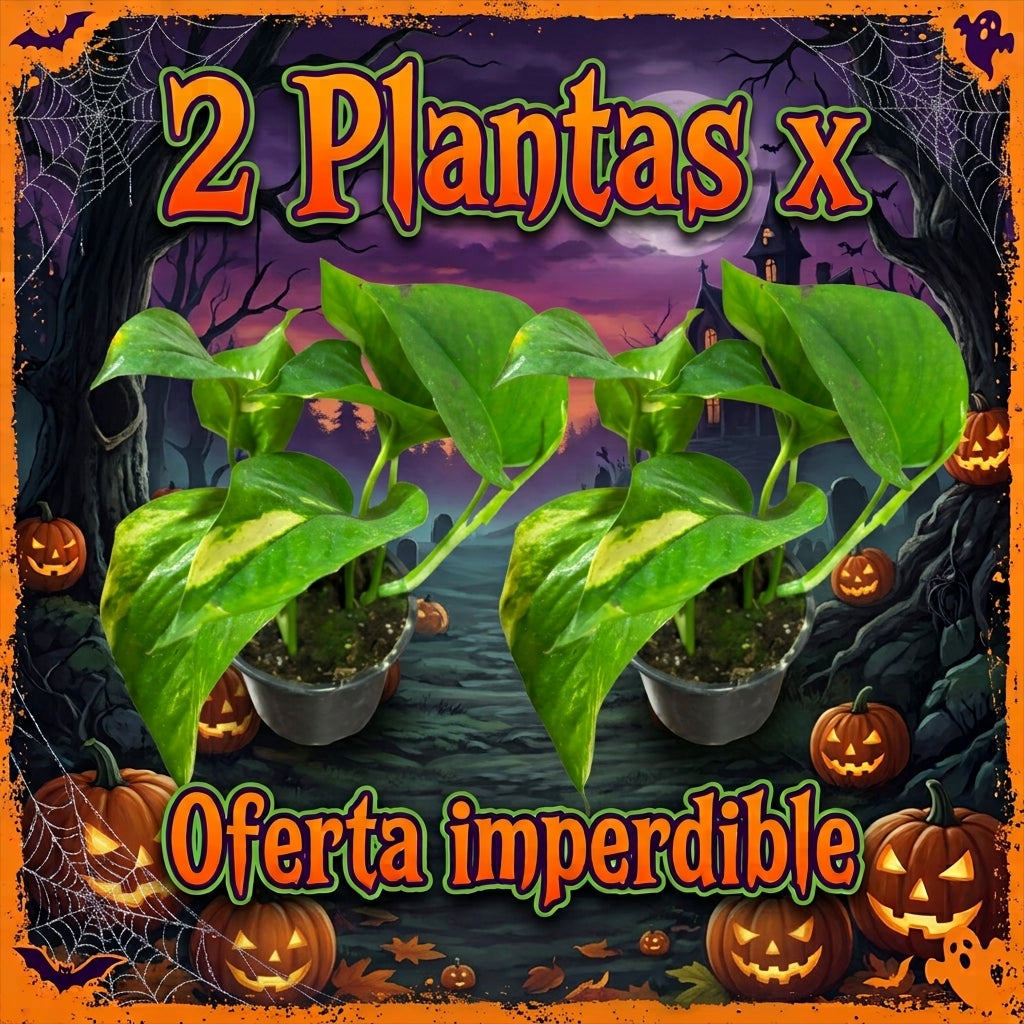OFERTA SCINDAPSUS GOLDEN 2X