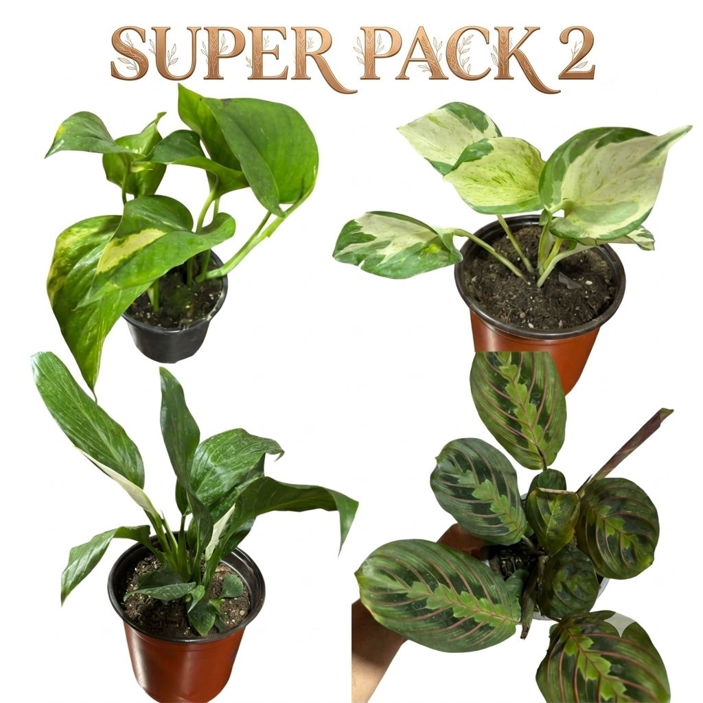 OFERTA SUPER PACK N°2