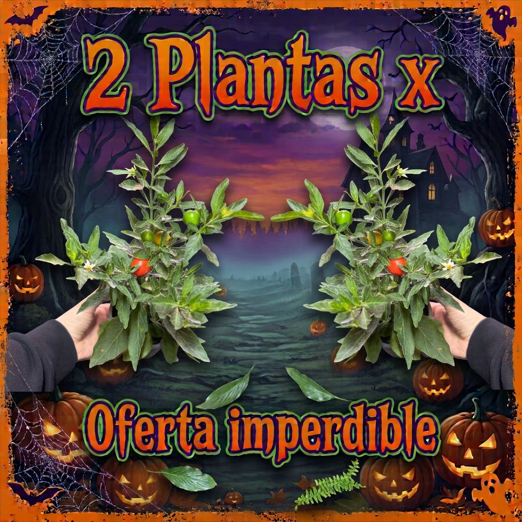 OFERTA NARANJOS DEL AMOR 2X
