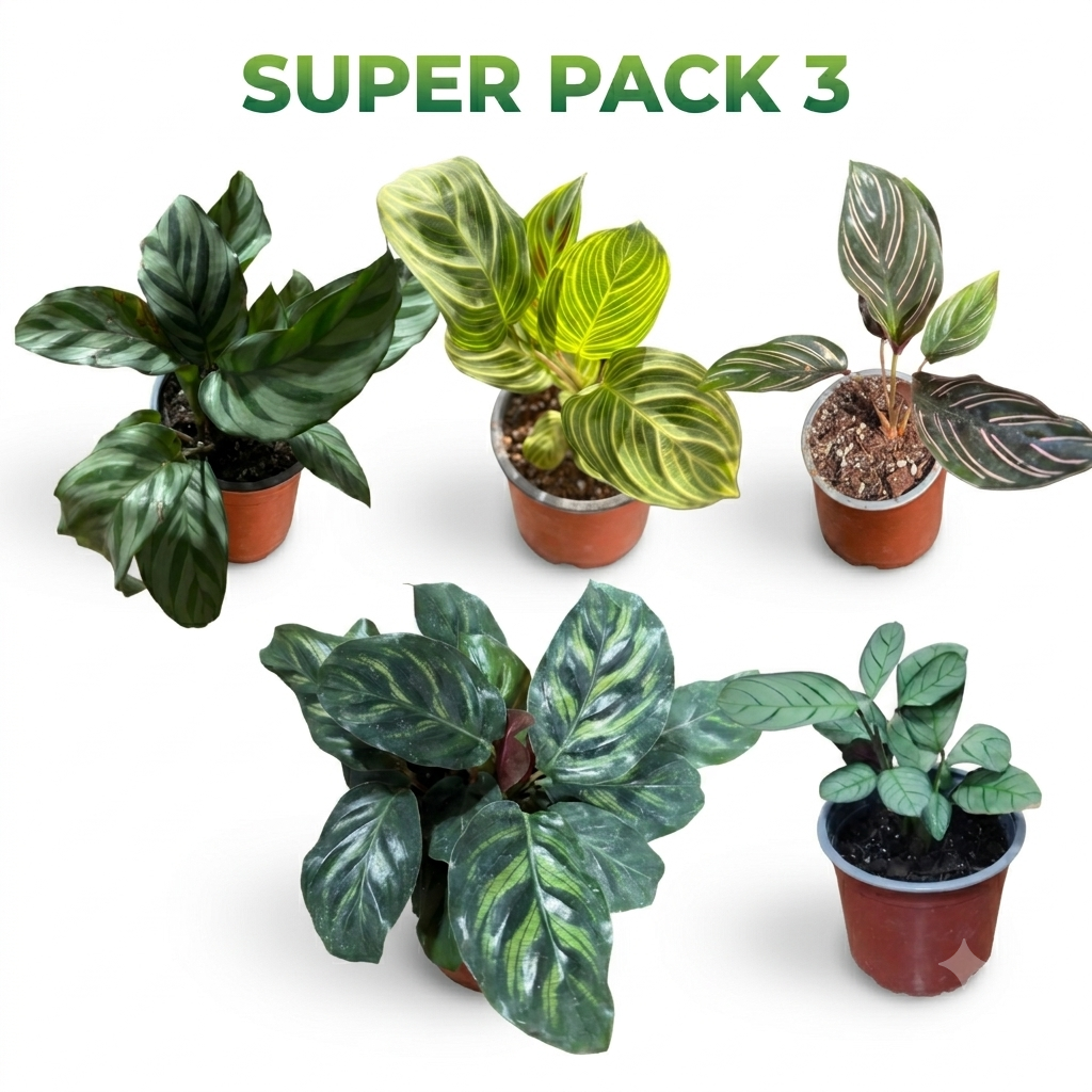 OFERTA SUPER PACK N°3