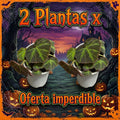 OFERTA BEGONIA SOLIMUTATA 2 X