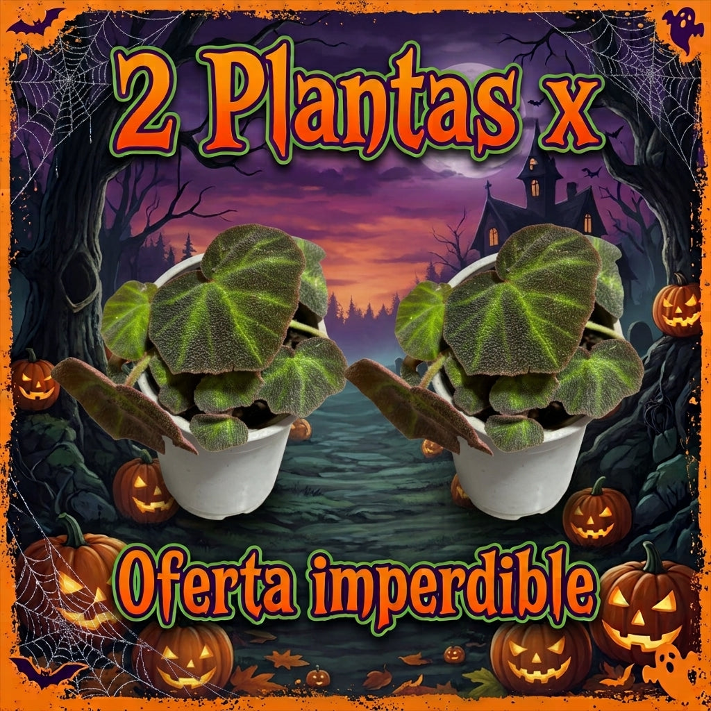 OFERTA BEGONIA SOLIMUTATA 2 X