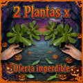 OFERTA JADE 2X