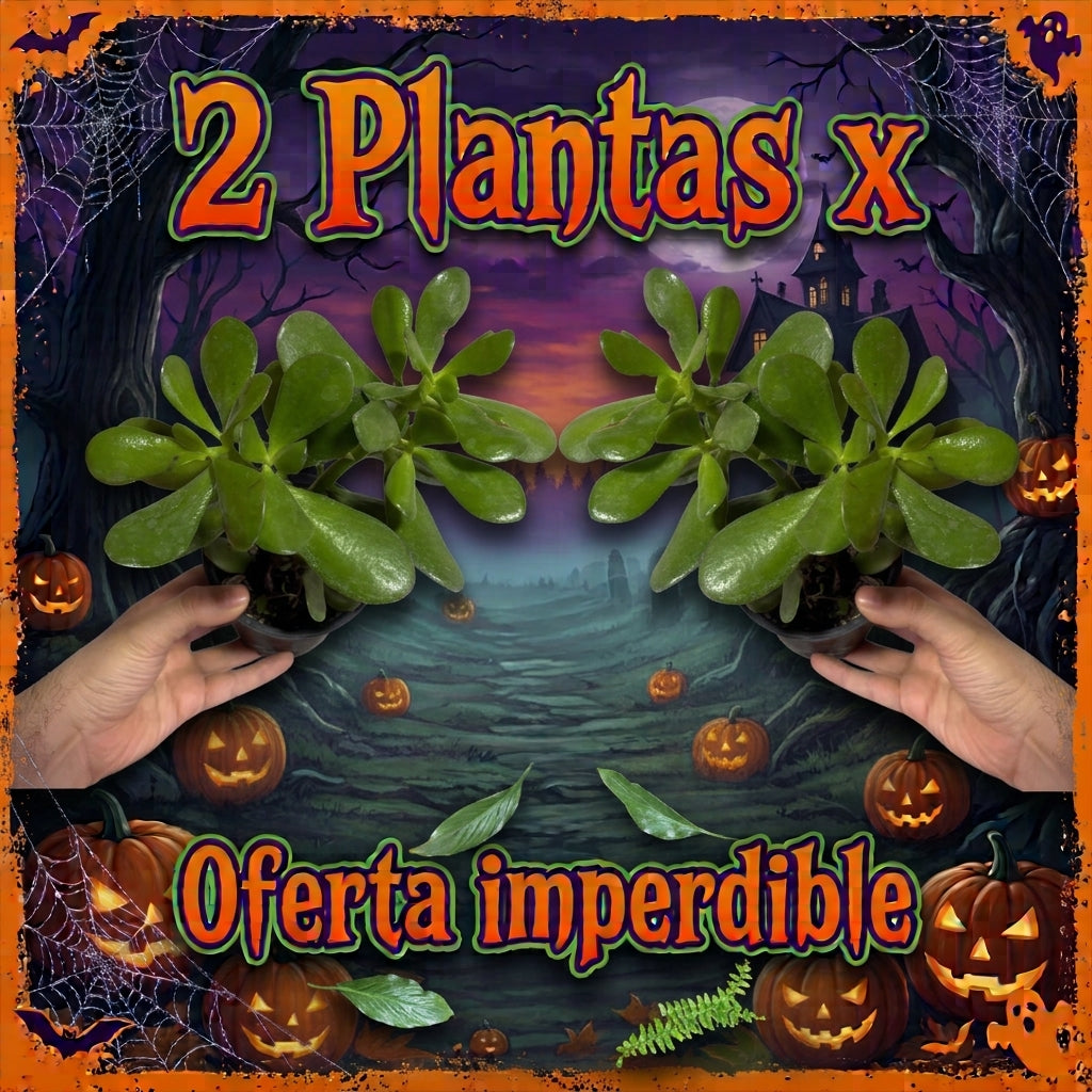 OFERTA JADE 2X