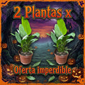 OFERTA CUNA DE MOISES TAMAÑO XL 2X
