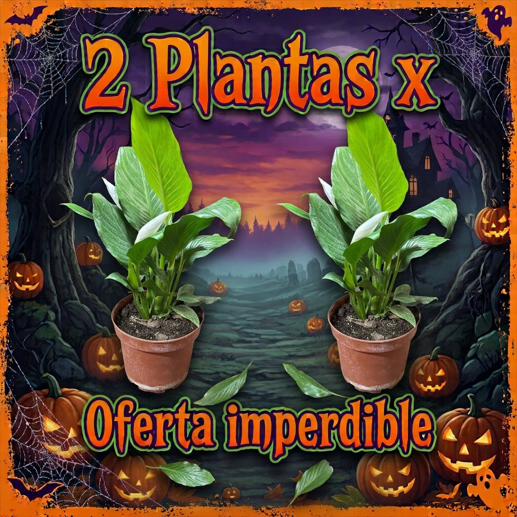 OFERTA CUNA DE MOISES TAMAÑO XL 2X