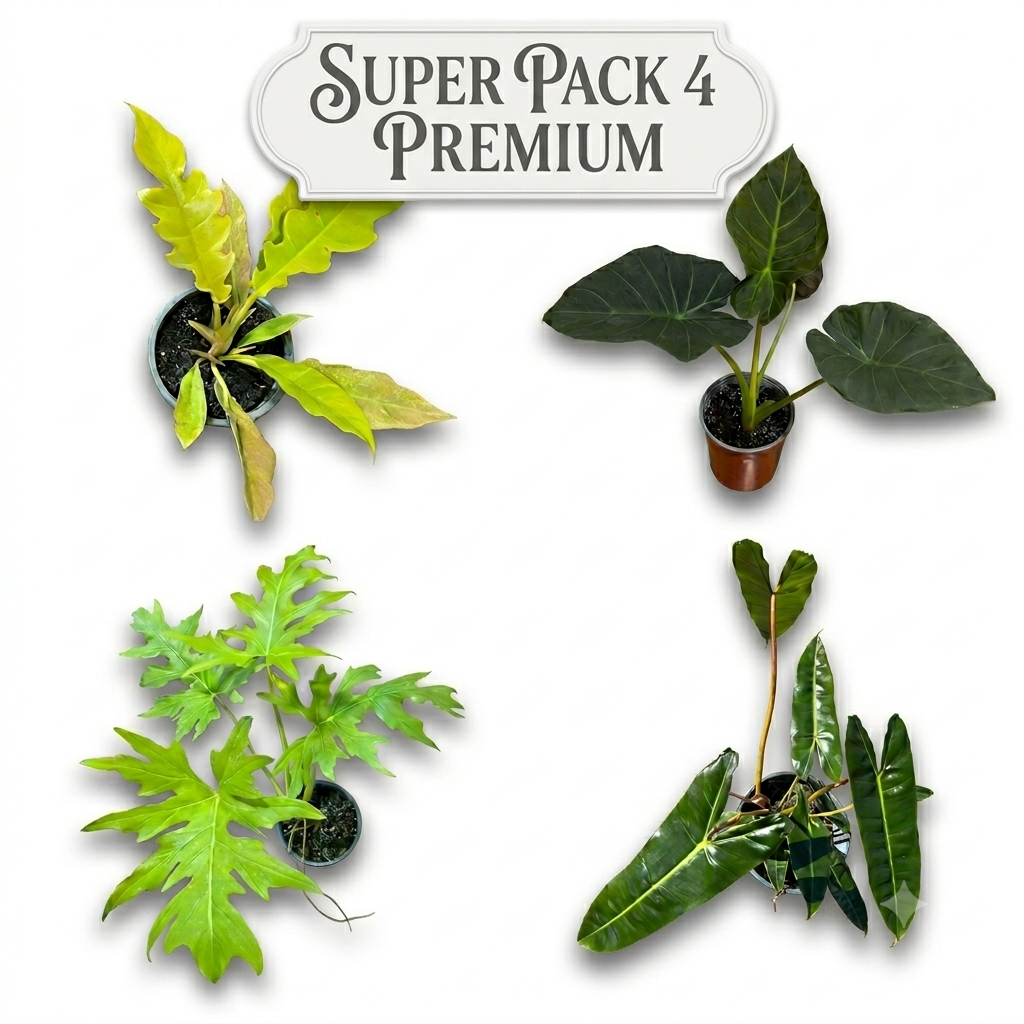OFERTA SUPER PACK N°4 COLECCIÓN PREMIUM