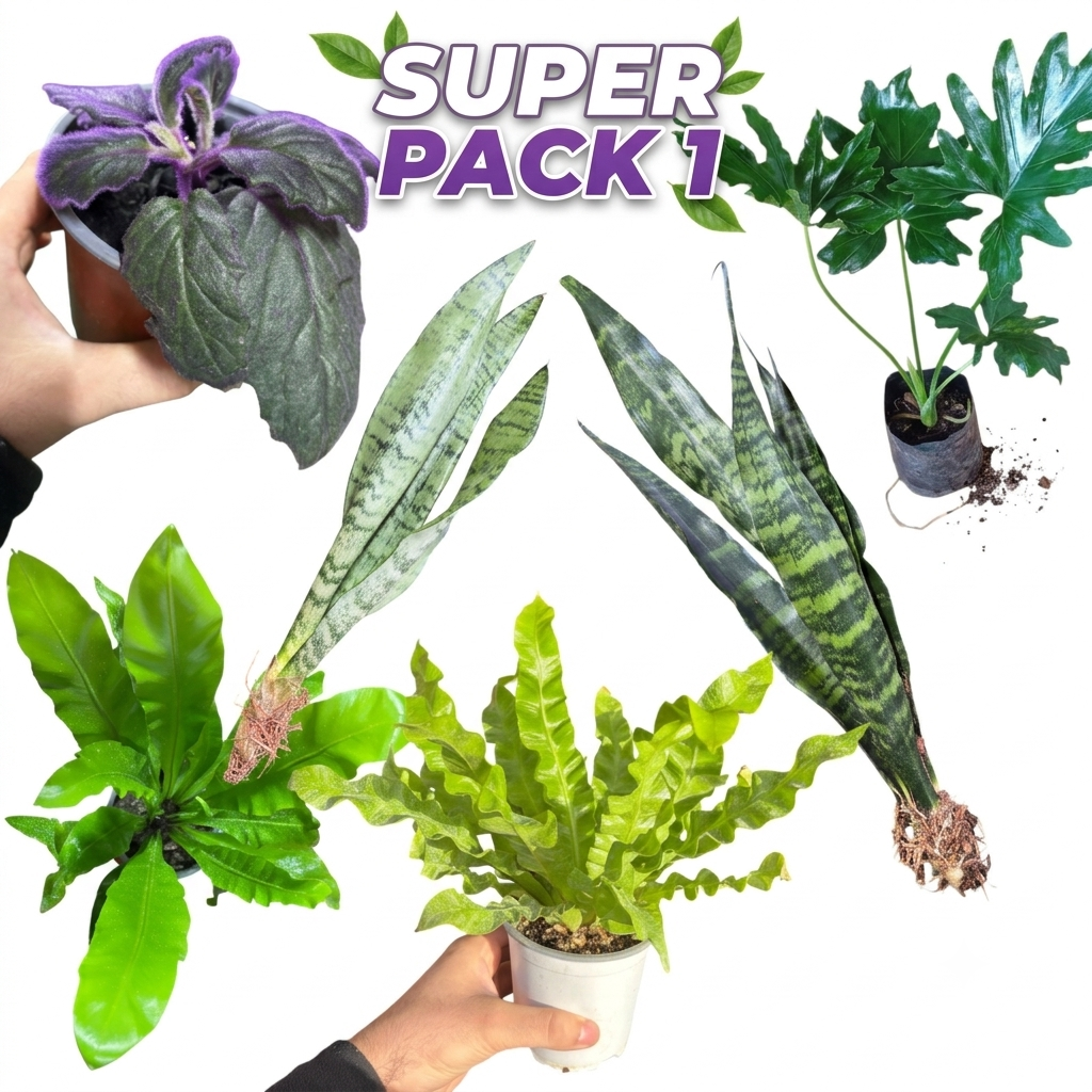 OFERTA SUPER PACK N°1