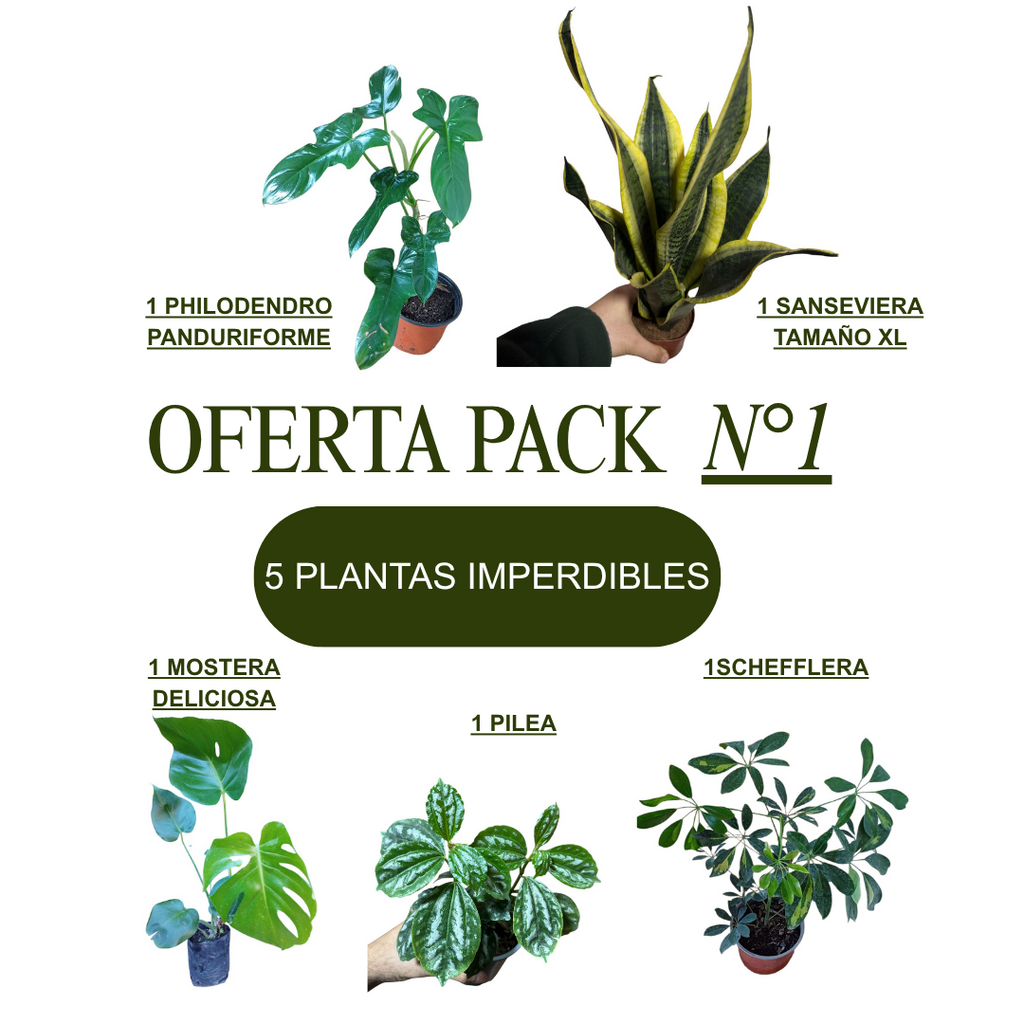 SUPER PACK OFERTA N°1