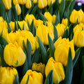 Bulbo Tulipán Nikon Exclusivo OFERTA CYBER!