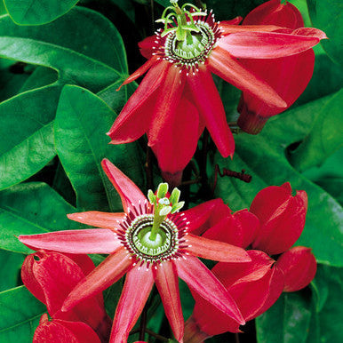 Passiflora red infinity OFERTA IMPERDIBLE!