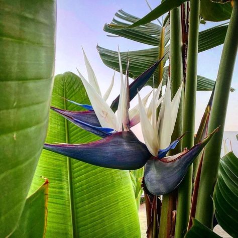 Strelitzia nicolais SUPER OFERTA!
