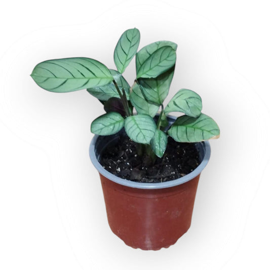 Calathea Amagris