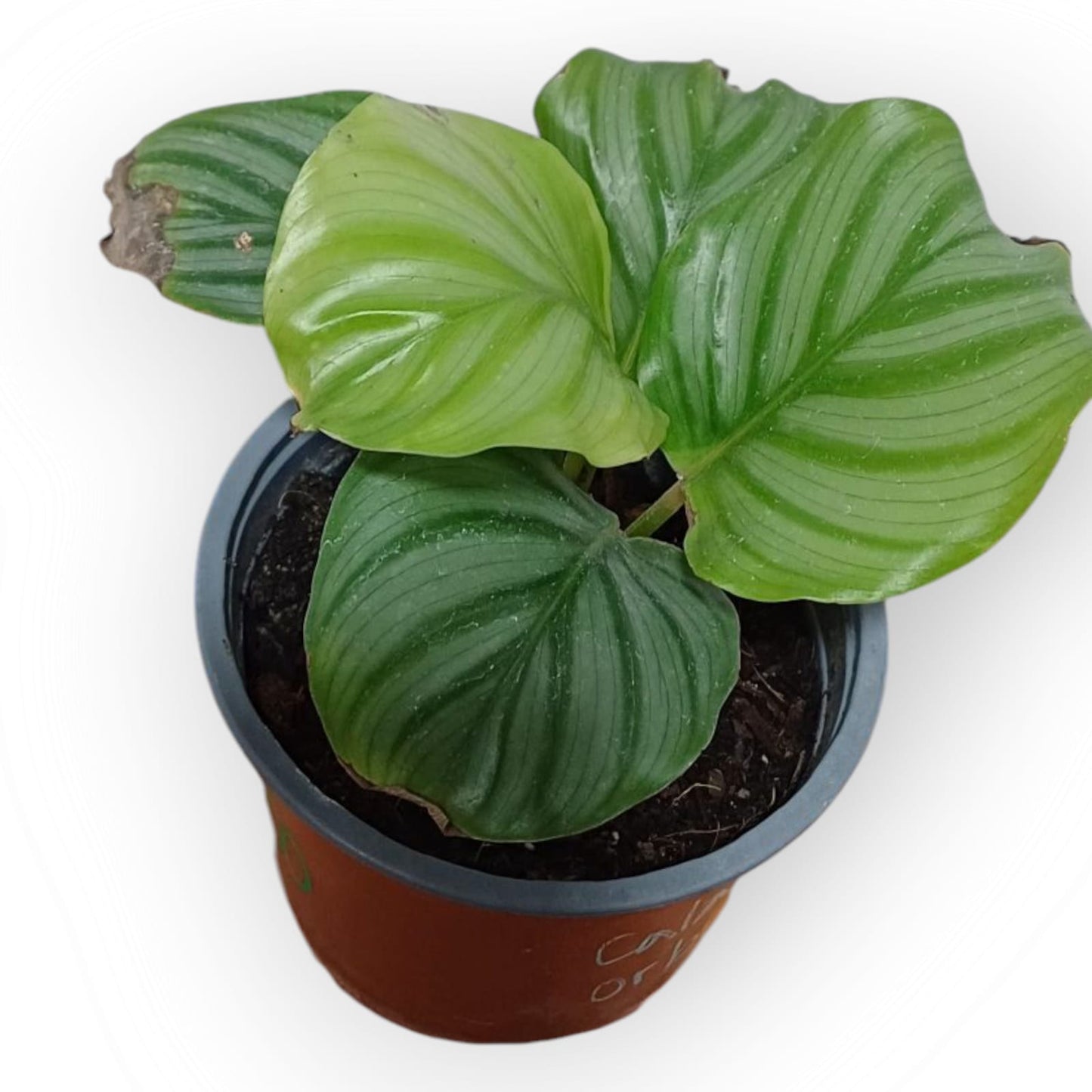 Calathea Orbifolia