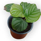 Calathea Orbifolia