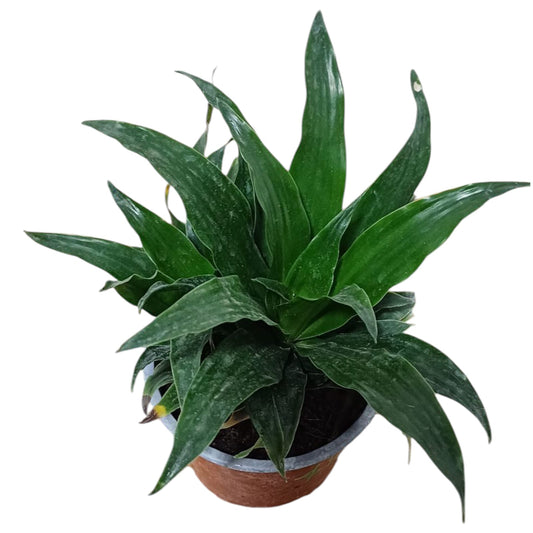 Dracena Janet Craig