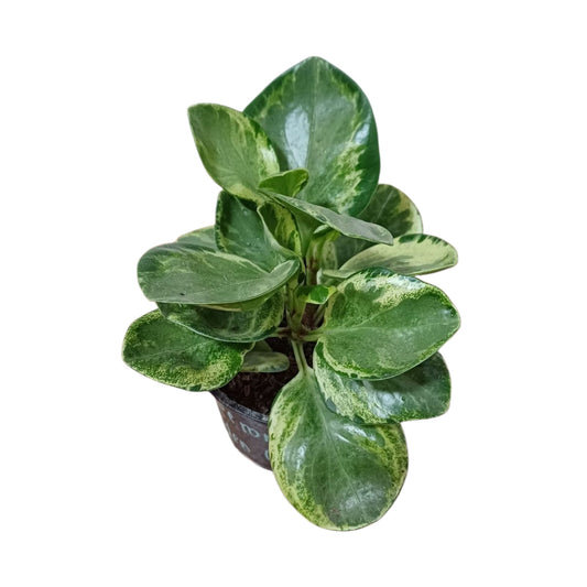 Peperomia Golden Gate