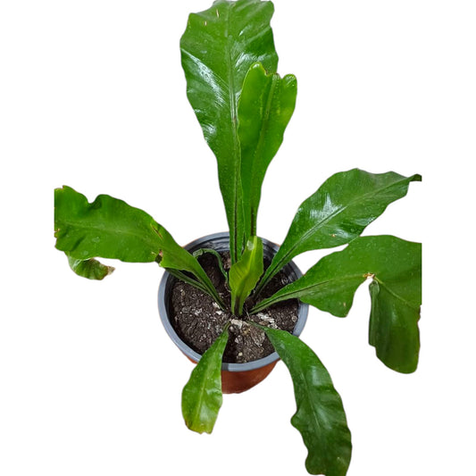 Asplenium Helecho Nido