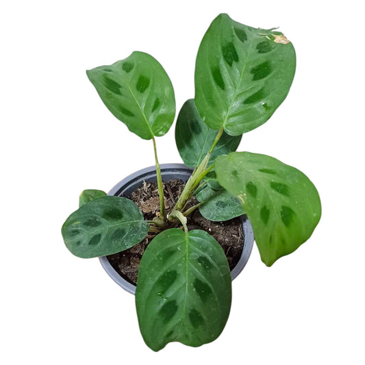 Maranta Kerchoveana