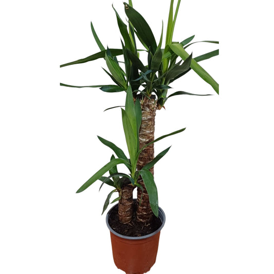 Yuca Palo de agua