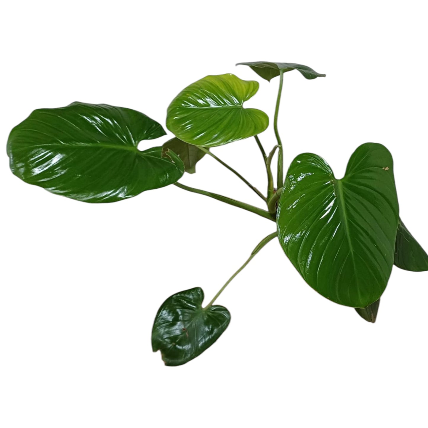 Philodendro Fragans