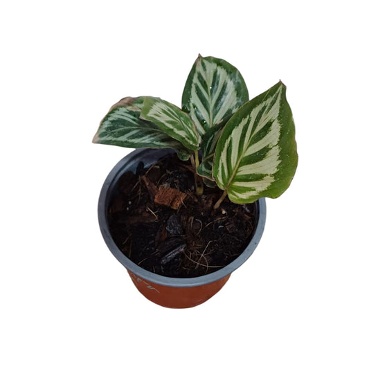 Calathea Cora