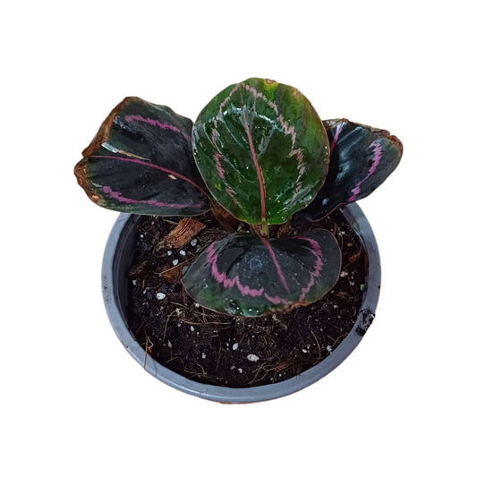Calathea Dotie
