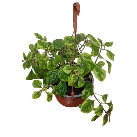 Dollar Variegado
