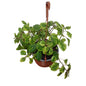 Dollar Variegado
