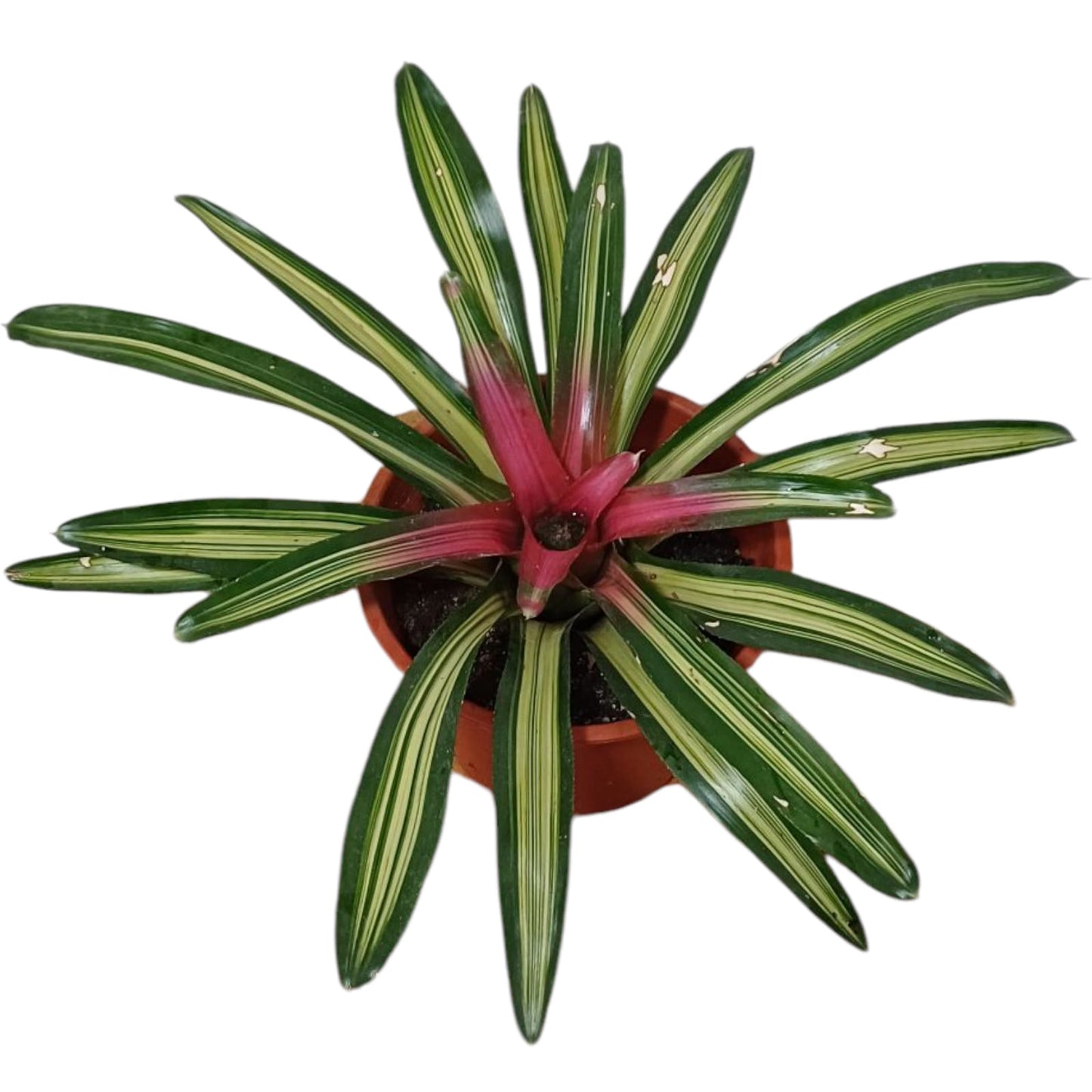 Bromelia Guzmania lingulata variegada