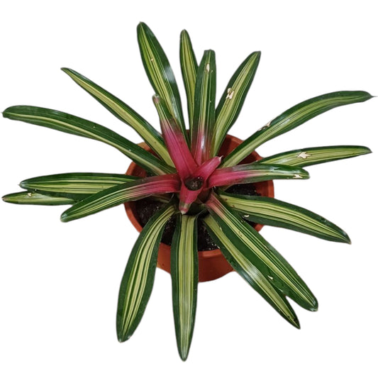 Bromelia Guzmania lingulata variegada