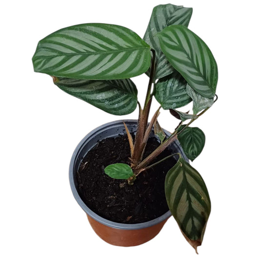 Calathea Ctenanthe Setosa