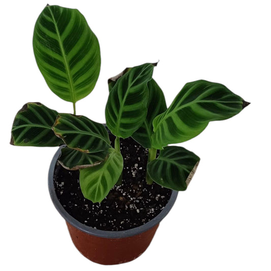 Calathea Zebrina