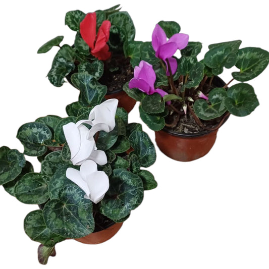 Violetas de los Alpes