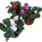 Violetas de los Alpes