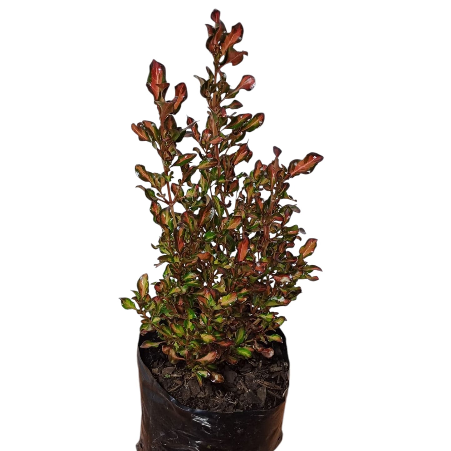 Coprosma Rojo