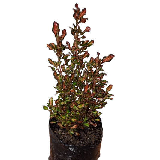 Coprosma Rojo