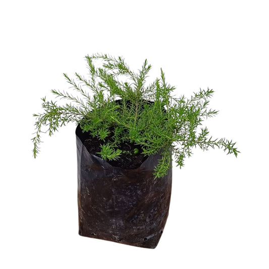 Diosma
