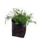 Diosma