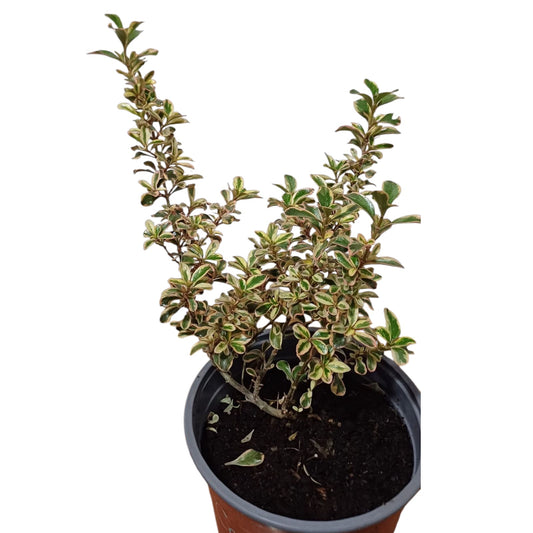 Coprosma Tequila