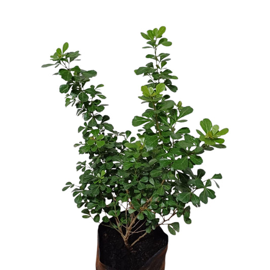 Rhus Crenata