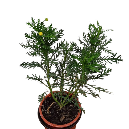 Paquerette Californiano