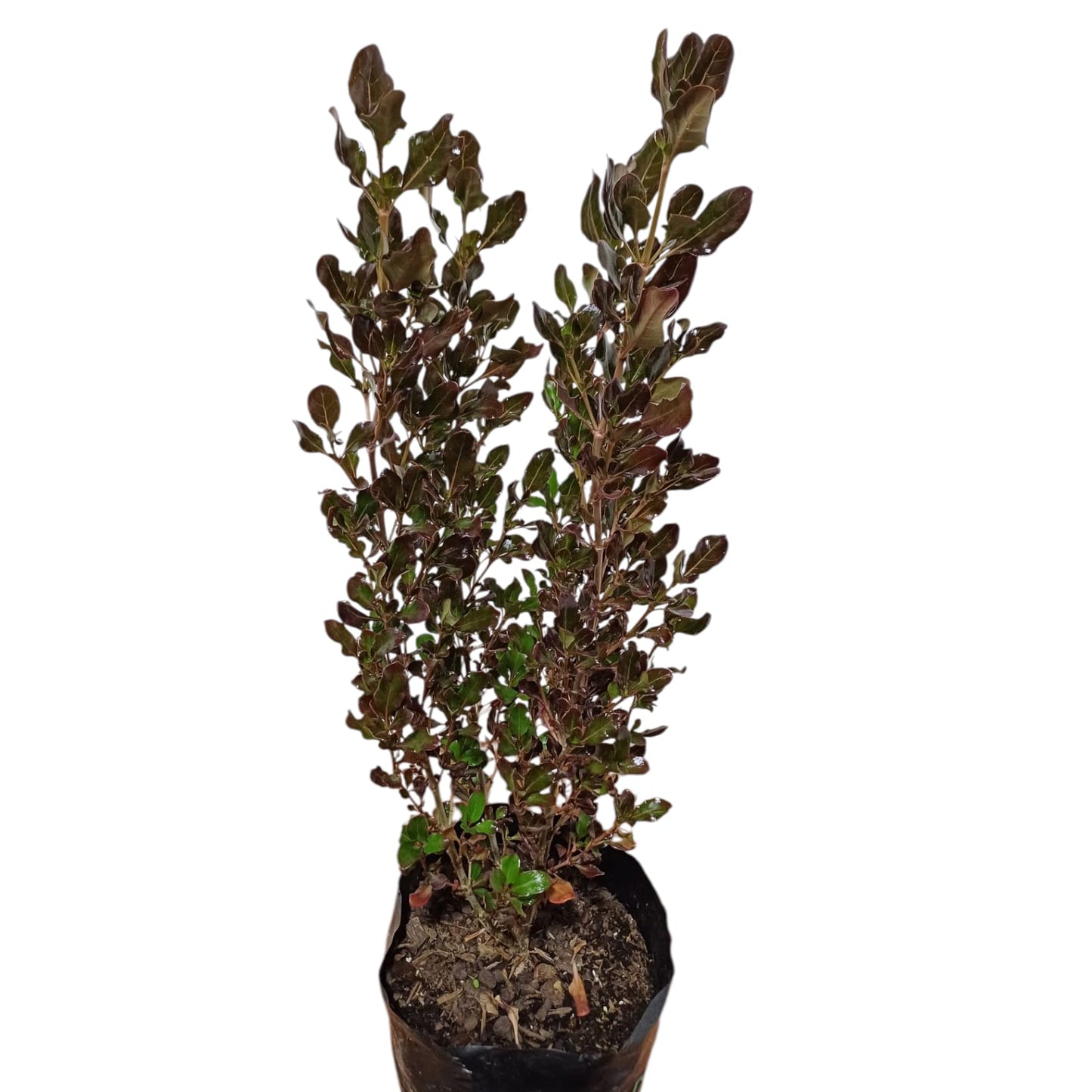Coprosma Chocolate Soldier
