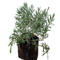 Lavanda Goodwin