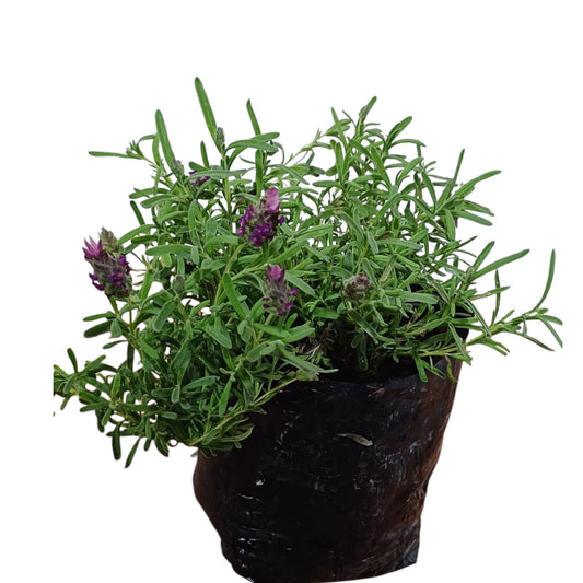 Lavanda Rose Deep Bandera
