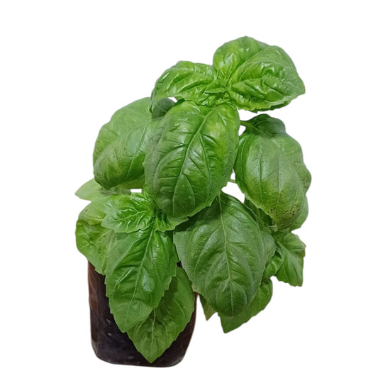 Albahaca