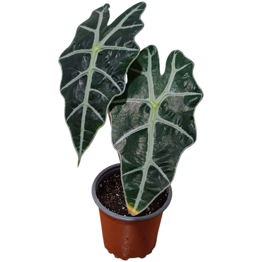 Alocasia Amazónica